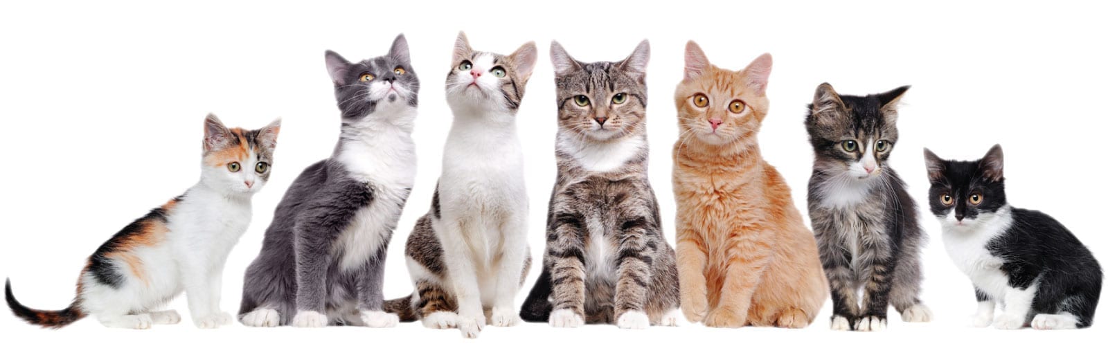Cats-Banner-1600-500