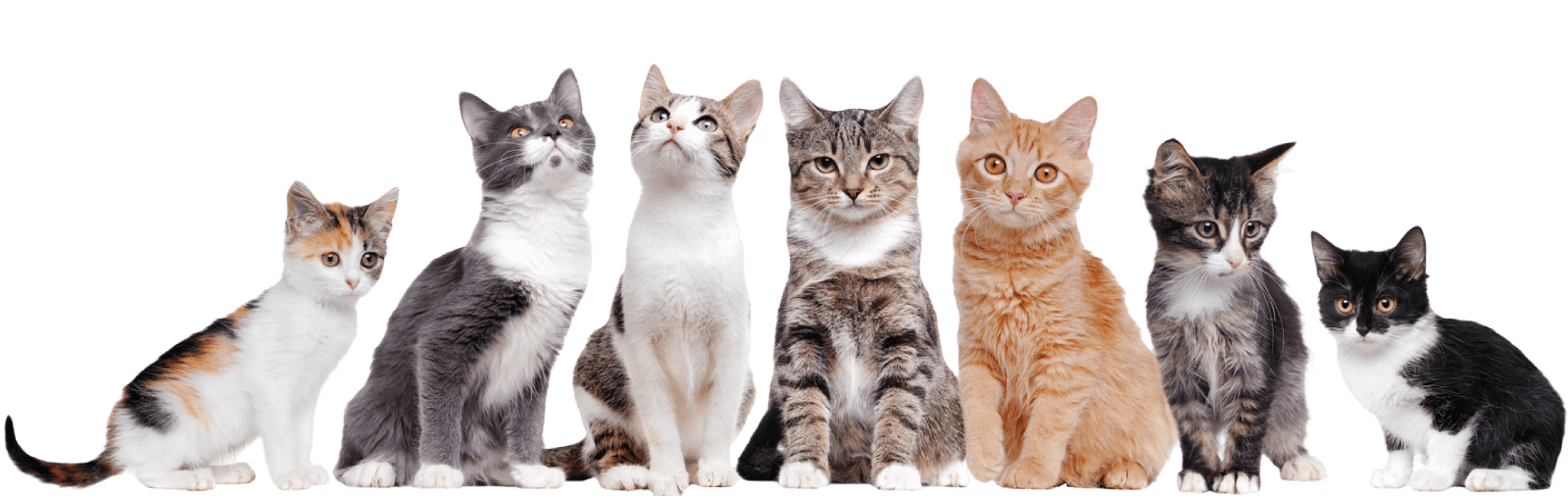 Home Page Cat YAW Dubai