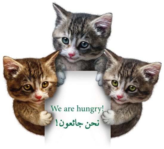 cats550